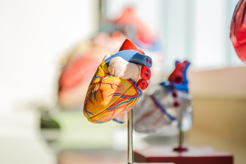 A model of the human heart