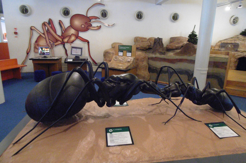 A model showcasing an insect of the formicidae family