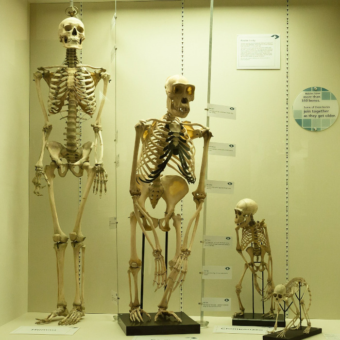 Evolution exhibit