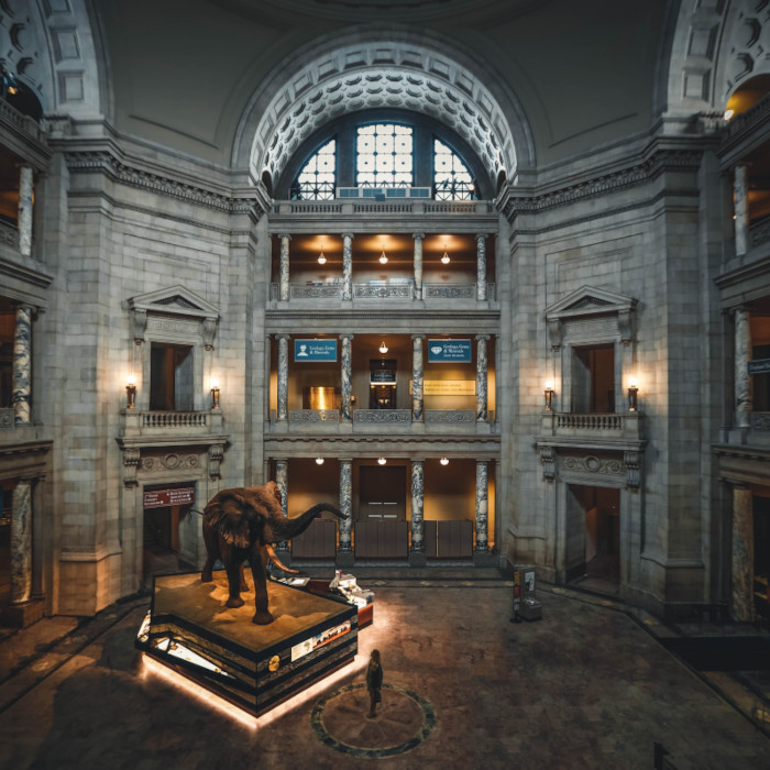 Night in the museum event