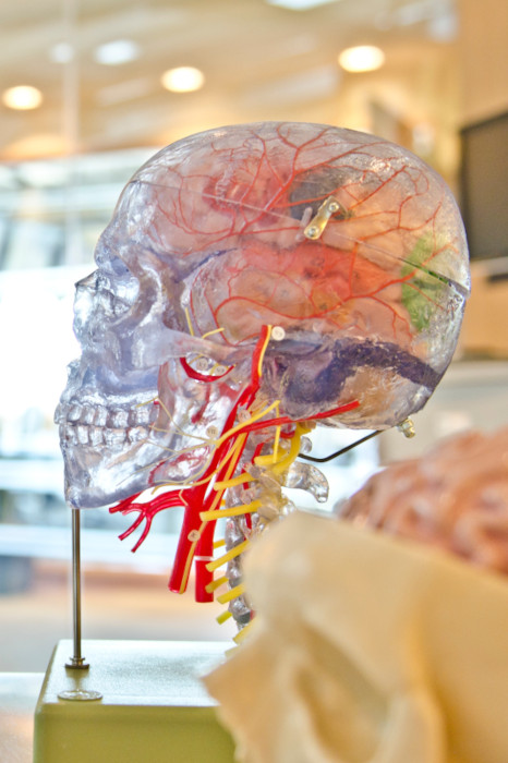 A model of the human mind